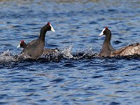 die geveg10 : FRIEDA